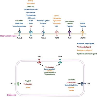 Application of toll-like receptors (TLRs) and their agonists in cancer vaccines and immunotherapy